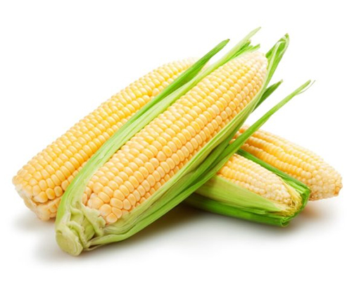 Corn - Sovia Exporters